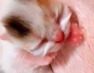 S1501003 ABANDONNÉ LA NAISSANCE REGARDE CE QUE CE CHATON EST DEVENU UNE (Part 2)