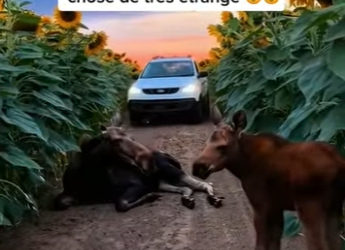 S1501006 Ce bébé élan déposait des fleur devant chez moi et essaye de me fai (Part 2)