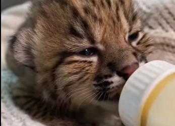 S1501002 CE CORBEAU PAYÉ POUR QUE JE SAUVE SON AMI ET MAINTENANT IL CONT (Part 2)