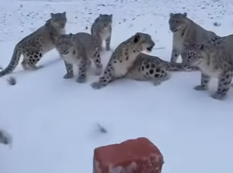 P0501001 rescued snow leopard, then (Part 2)