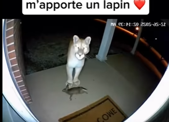 S1501007 Ce puma cherche de aide et veut me montrer quelque (Part 2)