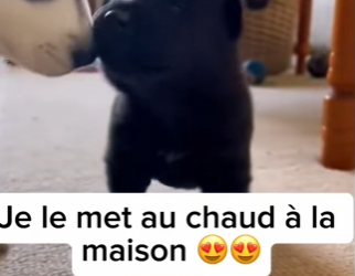 S1501005 Cette maman loup abandonné son petit (Part 2)