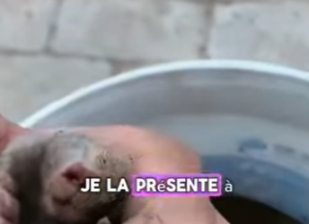 S1501004 JE SAUVE CETTE TAUPE EN PLEIN HIVER ET MAINTENANT ELLE DEVIENT GÉAN (Part 2)