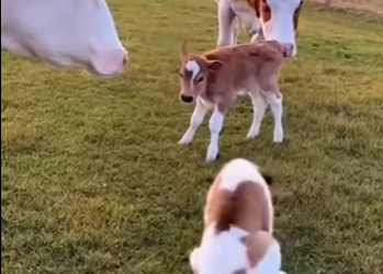 S1501001 MA VACHE ADOPTÉ CE CHIOT SAINT BERNARD PERDU ET LA SUITE TE FERA (Part 2)