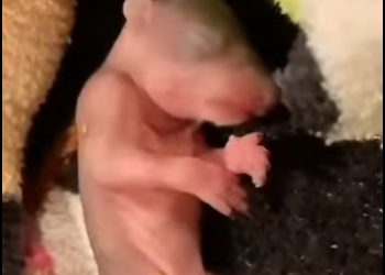 R1501004 Rescatando un cachorro de animal que fue abandonado al nacer (Parte 2)