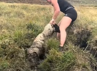 R1501006 ovejas rescatadas (Parte 2)