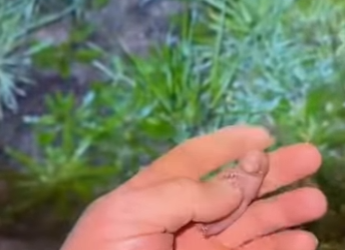 R1501007 wombats de rescate (Parte 2)