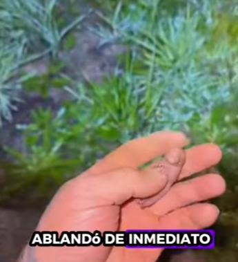 R1501007 wombats de rescate (Parte 2)