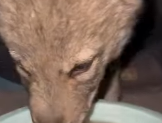 R1501003 Rescatan un lobo que fue atropellado por un auto (Parte 2)