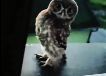 R1601004 Búho de rescate (Parte 2)