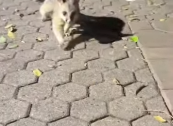 R1601006 Zarigüeya de rescate (Parte 2)