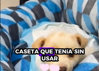 R1601001 perros de rescate (Parte 2)