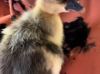 R1601003 Gansos de rescate (Parte 2)