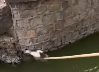 R1601007 Patos rescatados (Parte 2)