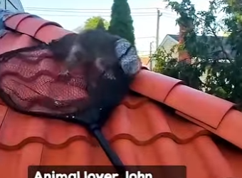 B0101005 He trying to help pull jar off his little paws (Part 2)