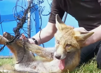 A1601005 Rescue fox trapped in net (Parte 2)