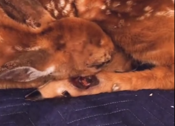 A1601002 Rescata al ciervo (Parte 2)