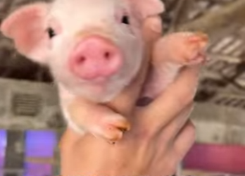 A1601003 Rescate de cerdos (Parte 2)