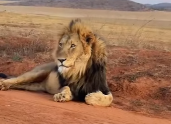 A1601006 Warthog arrogance is chewed by lion (Parte 2)