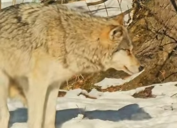 A1601004 ferocious wolf turns into cute dog (Parte 2)