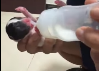 A1601001 perros de rescate (Parte 2)