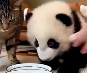 P1401004 cat brought panda back home (Part 2)