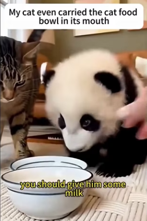 P1401004 cat brought panda back home (Part 2)