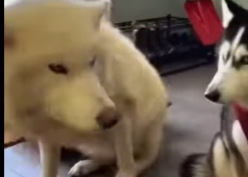 P1401005 white dog drowning in ice (Part 2)