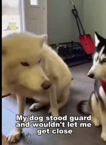 P1401005 white dog drowning in ice (Part 2)