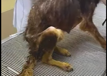 B0101024 skin bones to such happy, beautiful pup (Part 2)