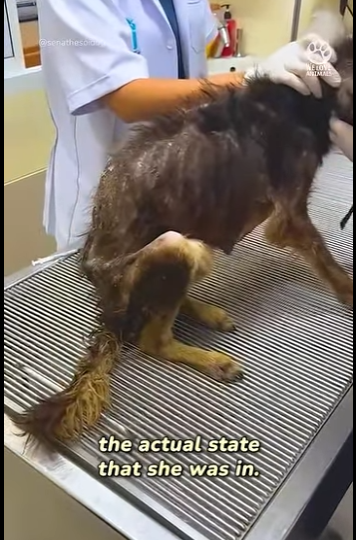 B0101024 skin bones to such happy, beautiful pup (Part 2)