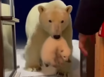 P1501003 A polar bear mother cried on the shoer as her tiny drifted away on breaking ice (Part 2)