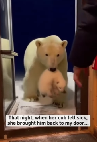 P1501003 A polar bear mother cried on the shoer as her tiny drifted away on breaking ice (Part 2)