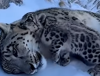 P1501002 wild baby tiger rescue mission (Part 2)