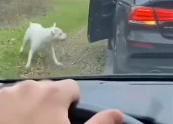 P1501001 abandoned dog found new home (Part 2)