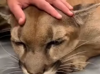 P1501005 Wildlife Rescue Mission (Part 2)