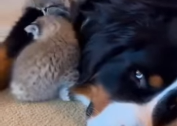 P1601002 Another soul finds safety (Part 2)