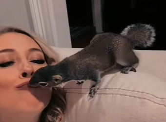 S1601001 Ce petit écureuil tombe de mon plafond et regarde la suite (Part 2)