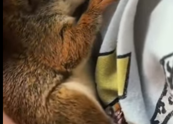 S1601004 Ce corbeau veut dévorer ce petit animal alors interviens