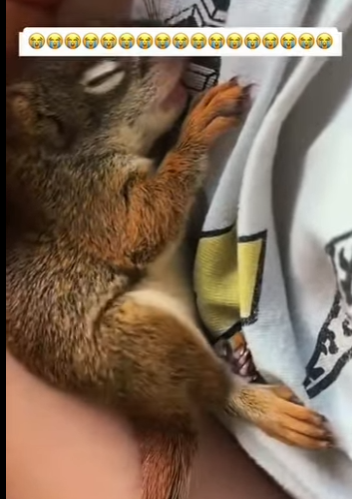 S1601004 Ce corbeau veut dévorer ce petit animal alors interviens