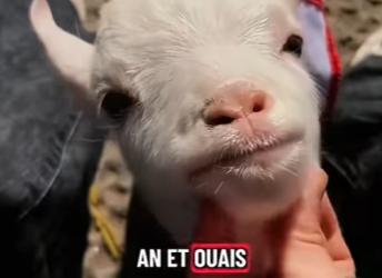 S1601005 Cette maman chèvre rejette son petit (Part 2)