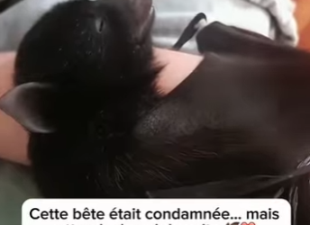 S1601006 Regarde ce que ai sauvé pris au piège dans des barbelés (Part 2)