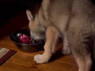 S1601002 Je sauve un bébé loup prisonnier sous la glace et ensuite je appr (Part 2)