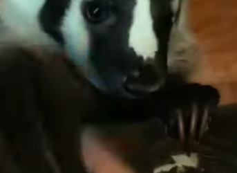 S1601003 Je me fais adopté par ce drôle animal et la suite est dingue (Part 2)