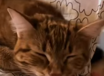 S1601007 Un chat me demande de aide regarde ce que ai fais la fin (Part 2)