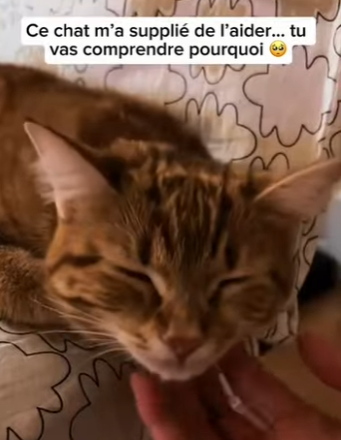 S1601007 Un chat me demande de aide regarde ce que ai fais la fin (Part 2)
