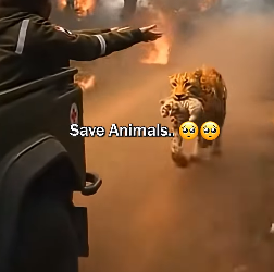 D1501003 From abandoned to protected. (Part 2)