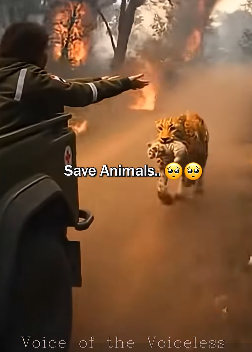 D1501003 From abandoned to protected. (Part 2)