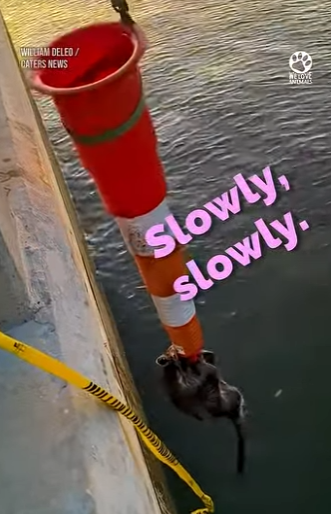 B0101003 Thank you your compassion dedication to save little animal (Part 2)