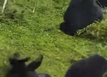 L1601001 Chimpanzee pushing grass (Parte 2)